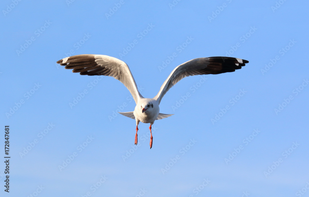 Seagull flying in the blue sky.