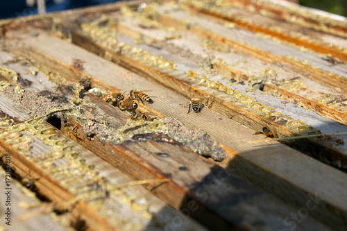 Close up of worker honey bees in bee-keeping box