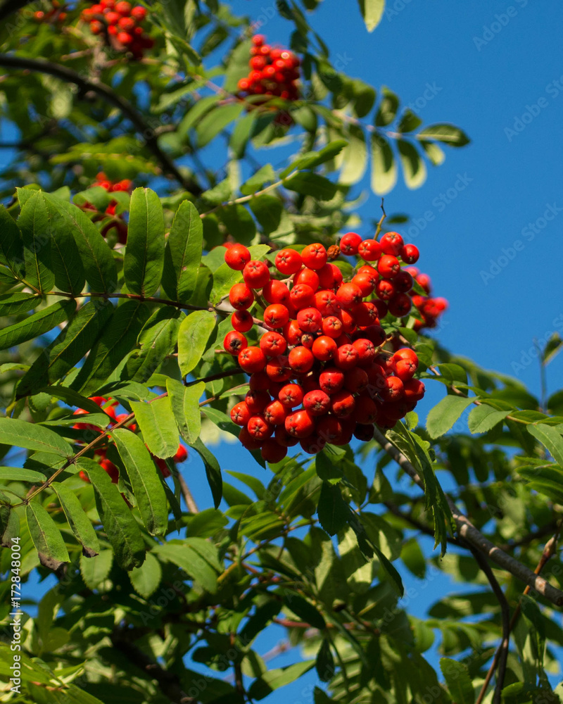 Red ashberry branch on a background of blue sky  in early autumn.