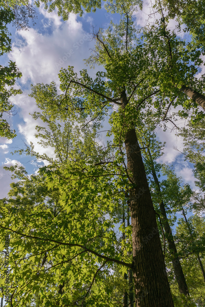 Obraz premium Elevations