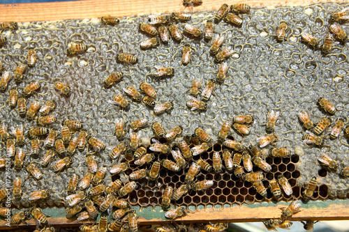 Busy farmed worker bees on honeycomb panel © Colby