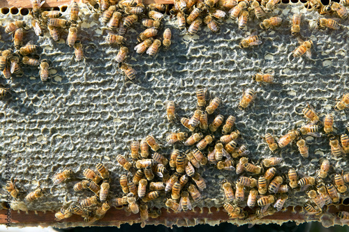Close up of busy worker bees on honeycomb panel © Colby