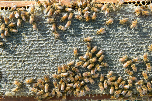 Busy worker bees on honeycomb panel on bee farm © Colby