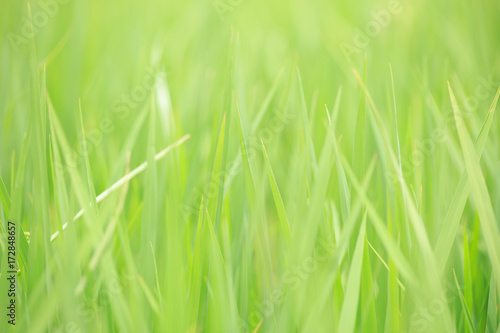 green rice field fresh nature grass meadow background shallow depth of field