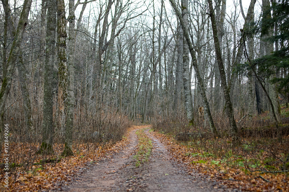 Off-road dirt track through sparse wood forest