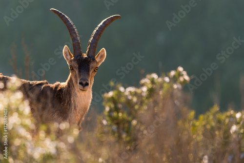 Portrait of a wild goat among vegetation in Montserrat mountains