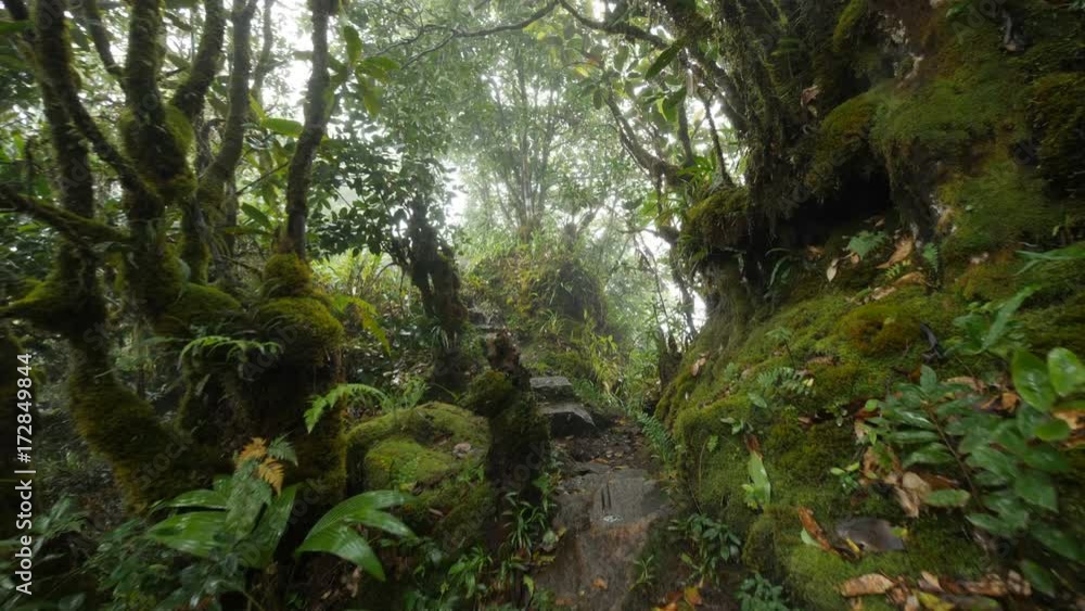 Foggy Rain Forest in Seychelles Foggy Rain Forest in Seychelles