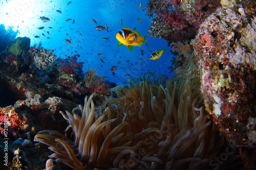 coral reef scenic with clownfish