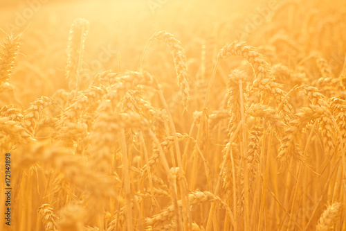 Beautiful golden wheat field with sun setting late summer