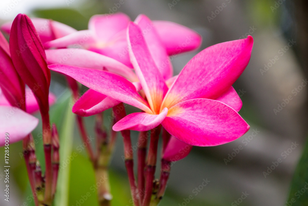 Pink Champa flower