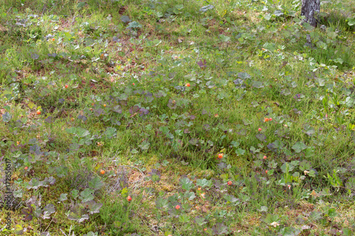 Cloudberry in swamp, Rubus chamaemorus photo