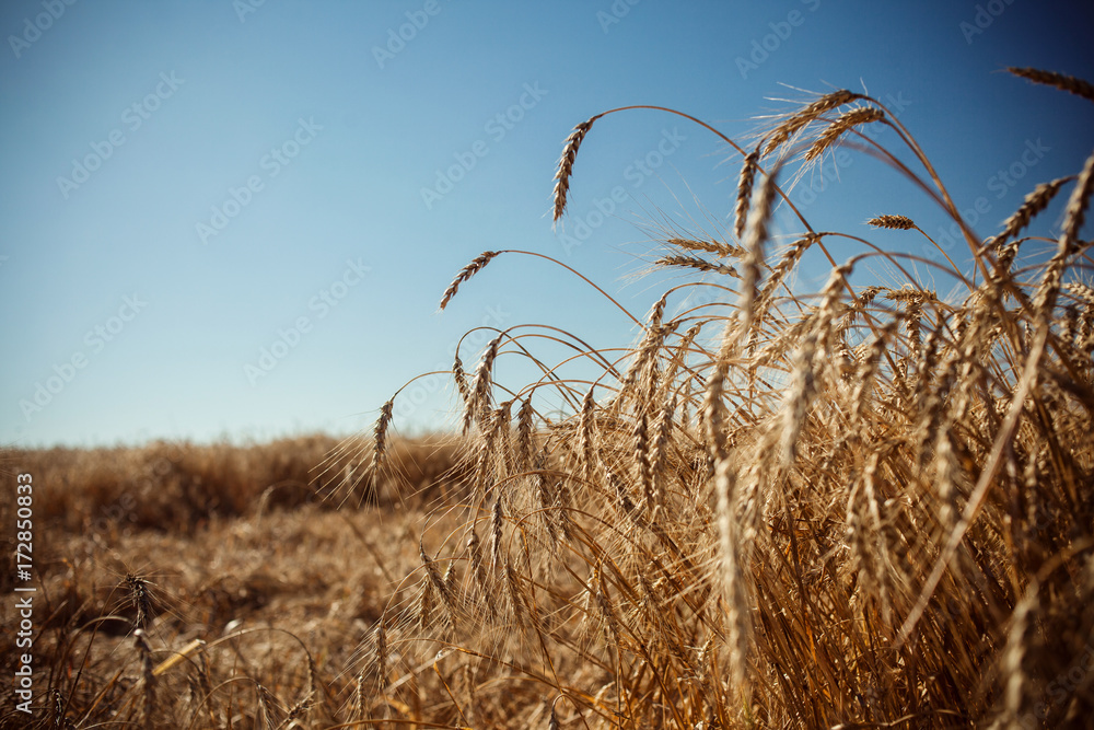 Obraz premium Field with rye