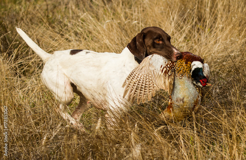 Photography The Retrieve