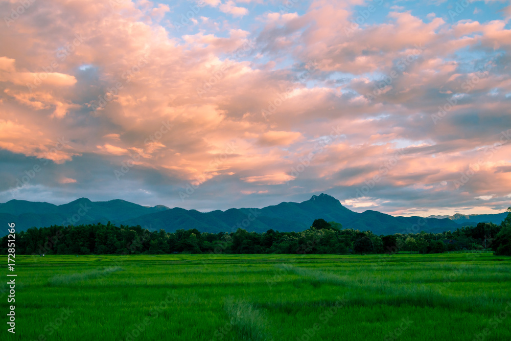 Beautiful sunset and dark clouds on rice fields with trees and big mountain background in Phrae Thailand.