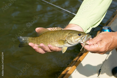 Fototapeta Naklejka Na Ścianę i Meble -  Fisherman displaying a small mouth bass