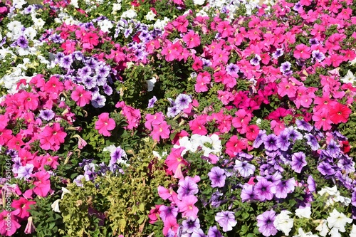 Tableau sur toile Petunia in the flowerbed