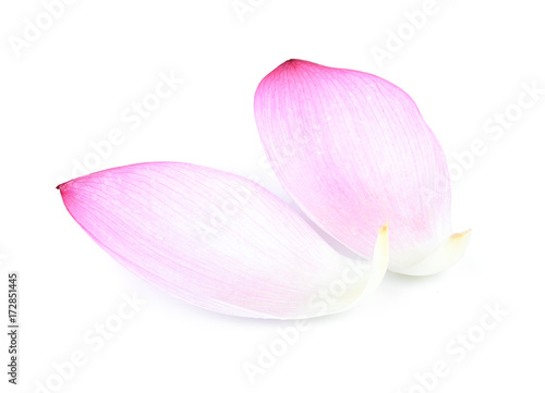 Closeup on lotus petal isolate on white background,water drop