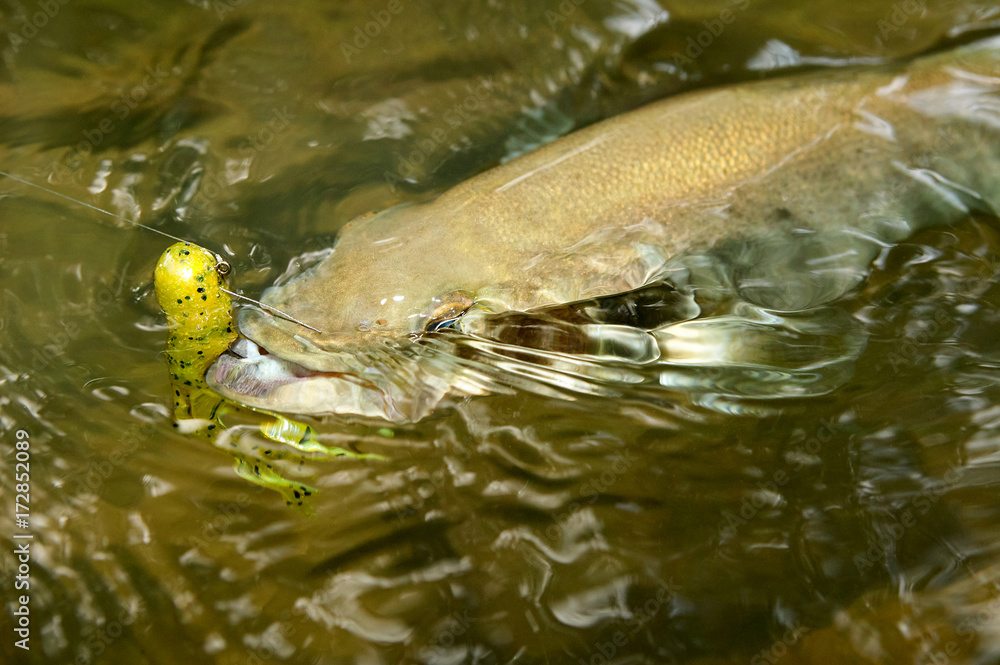 Hooked smallmouth bass being reeled in Hooked smallmouth bass being reeled in