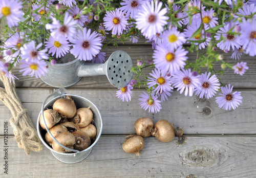 bulbes de fleurs sur table en bois et aster mauves