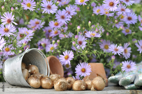 bulbes de fleurs sur table de jardin