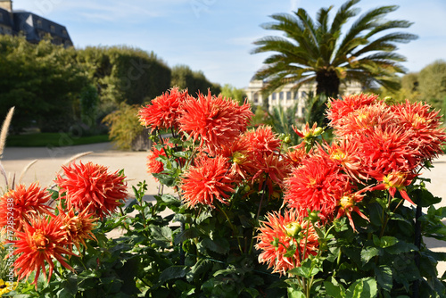 Fototapeta Naklejka Na Ścianę i Meble -  Dahlia cactus rouge en été au jardin