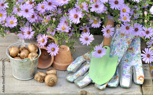fleurs d'aster au dessus d'accessoires de jardinage