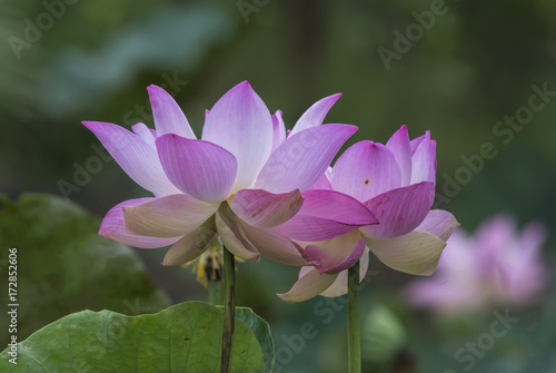  Lotus