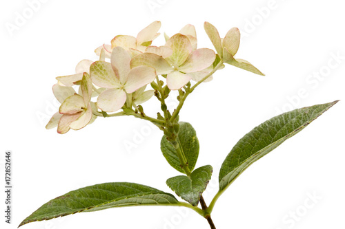 Inflorescence of hydrangea, lat. Hydrangea paniculata, isolated on white background © kostiuchenko