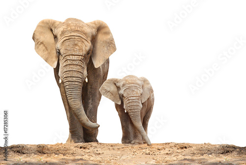 African elephant (Loxodonta africana) family on a white background.