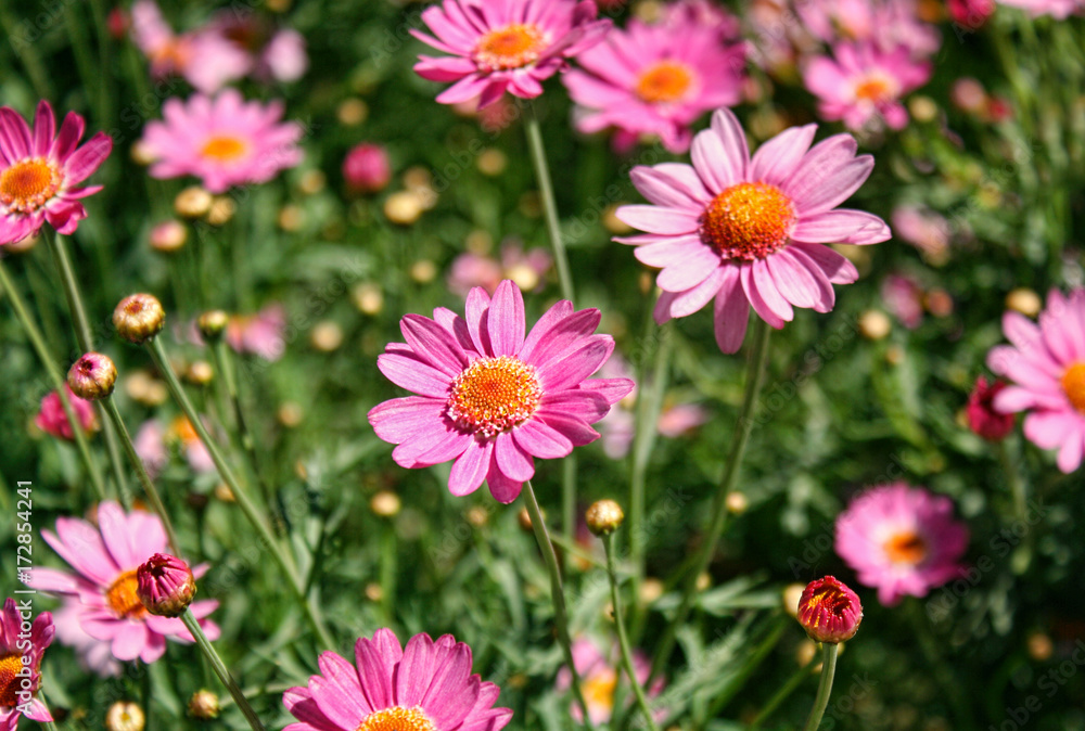 Garden of pink daisies Garden of pink daisies