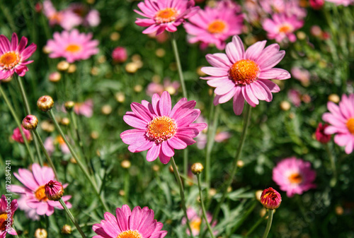 Garden of pink daisies
