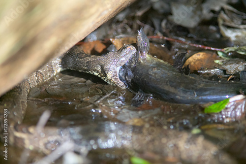 Water moccasin eating a catfish