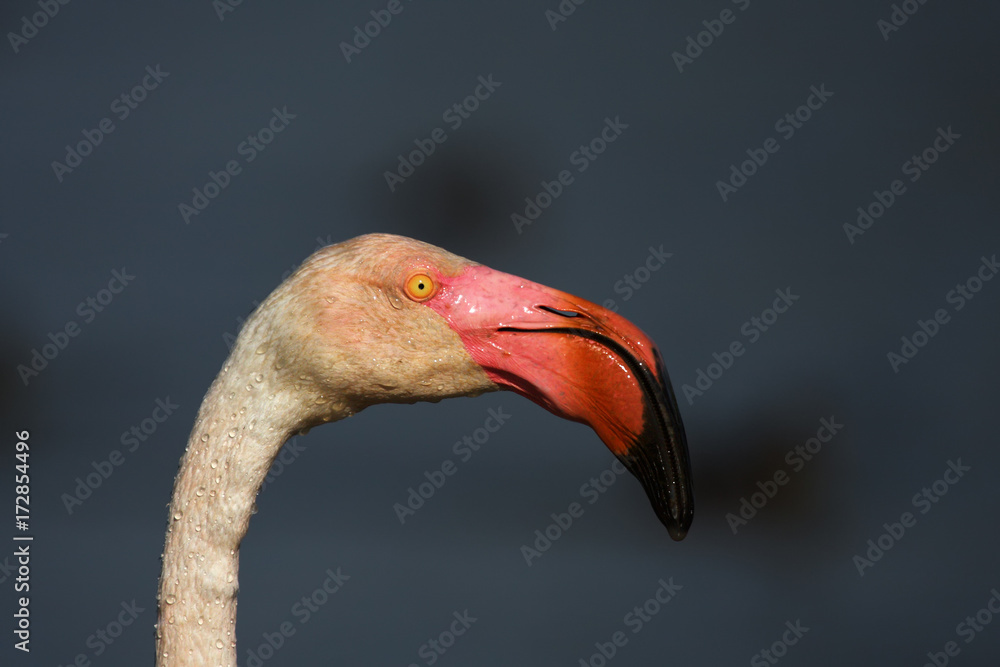 Fototapeta premium Detail of beatutiful rose head of greater flamingos (Phoenicopterus roseus) with dark background