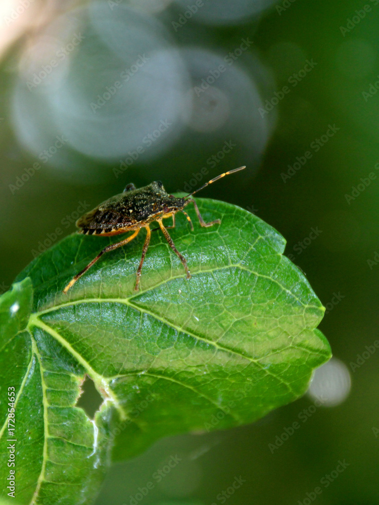 Naklejka premium A stink bug ( Halyomorpha halys ) sittin on the leaves of a paper mulberry tree ( Broussonetia papyrifera) in front of bokeh in sunlight