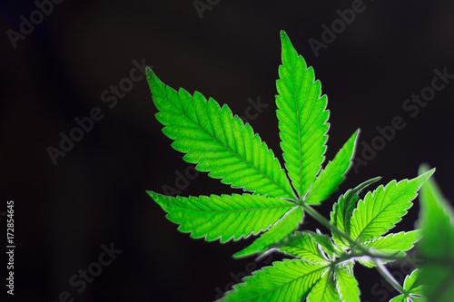 marihuana canabis weed leaves