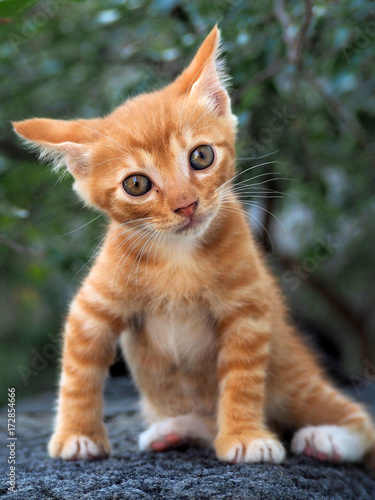 Baby Caracal Images Browse 54 Stock Photos Vectors And Video Adobe Stock