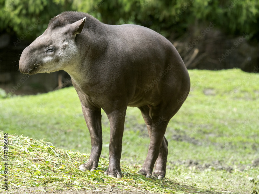 male South American tapir, Tapirus terrestris, are fed with grass male South American tapir, Tapirus terrestris, are fed with grass