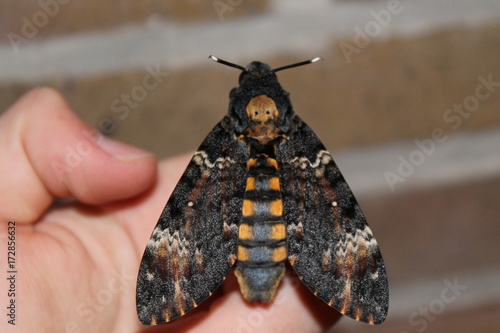 Foto acherontia atropos