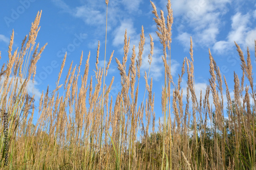 Dry stalks of tall grass on a background blue sky
