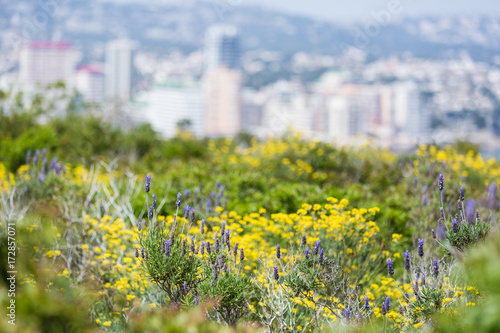 field of flowers and blue sky