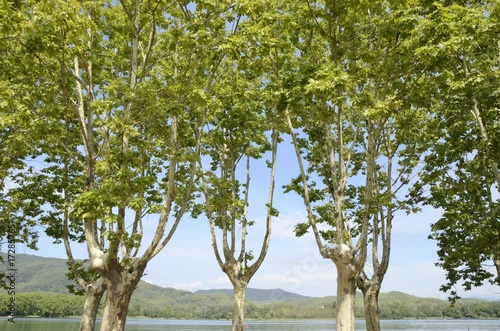 Fototapeta Naklejka Na Ścianę i Meble -  Trees next to the lake of Banyoles, Girona, Spain