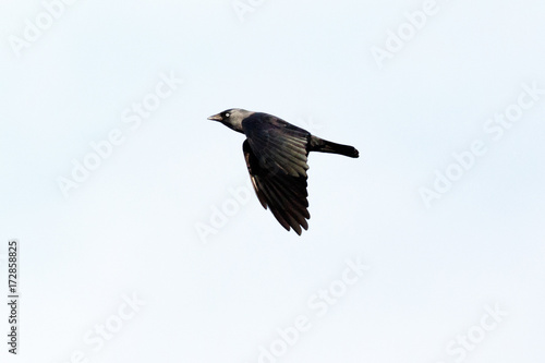 Jackdaw (Corvus monedula). © fotoparus