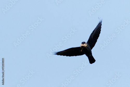 Jackdaw  Corvus monedula .
