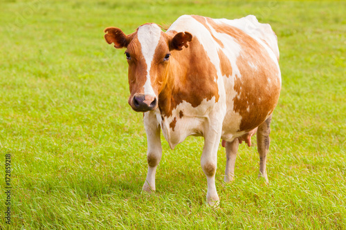 Brown and white cow on greeen grass