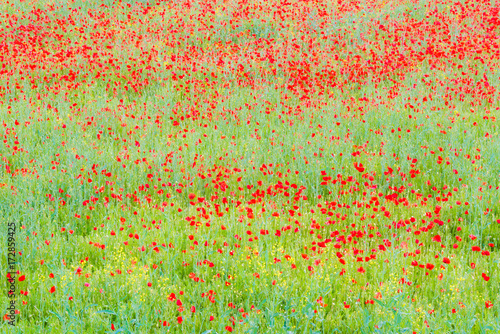 Valokuva Colorful poppies field