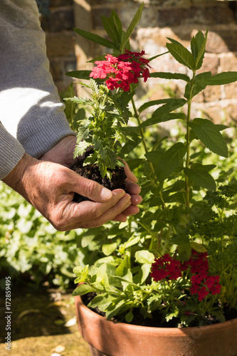 Man grows fresh herbs of seasoning in a clay flower pot in a garden. Green mint, parsley and red verbena are organic natural ingredients for cooking and healthy diet. Concept: healthy food.