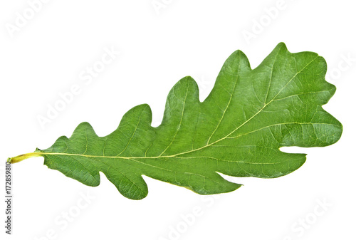 Green oak leaf isolated on a white background