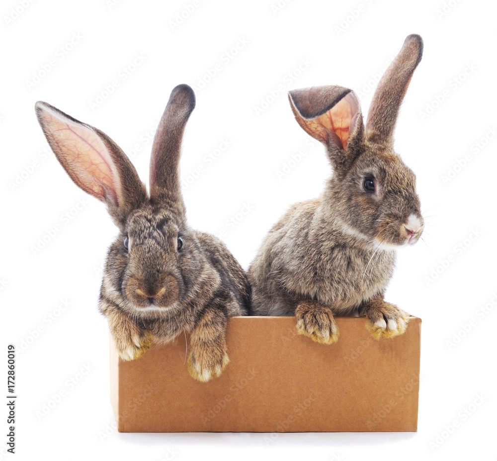 Obraz premium Two rabbits in a box.