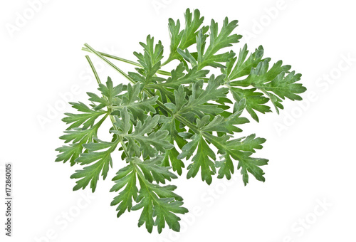 Sprigs of medicinal wormwood on a white background