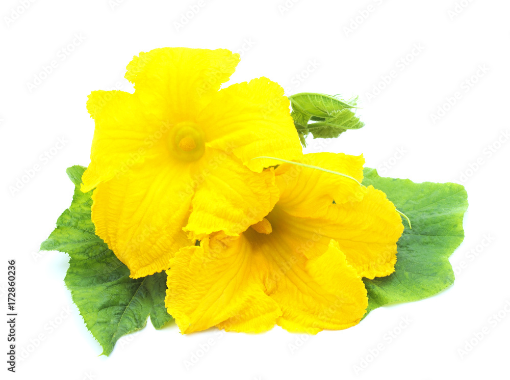 Yellow pumpkin flowers. Yellow pumpkin flowers.